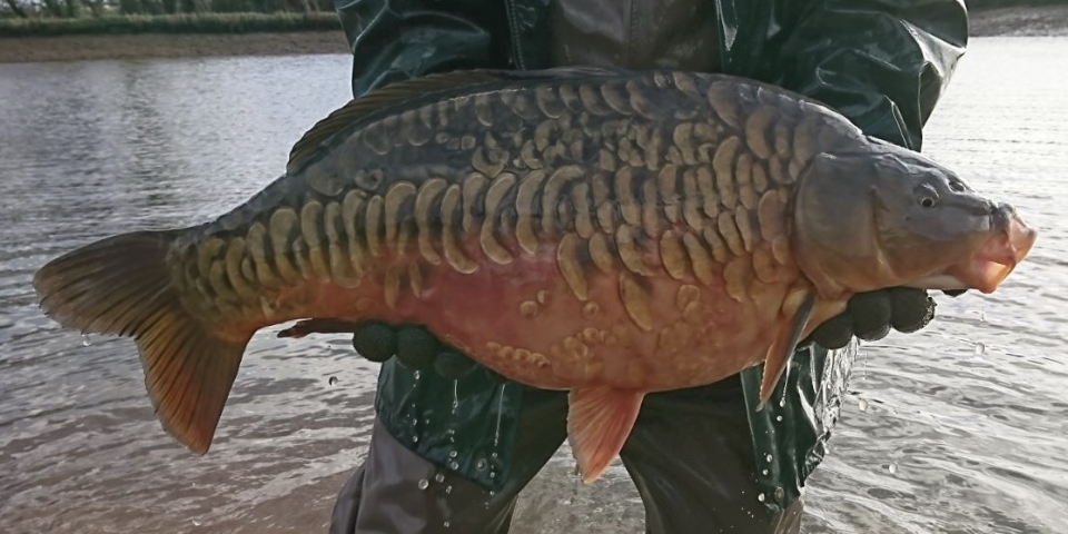 Lakeside View Carp Fisheries Holiday Cottages